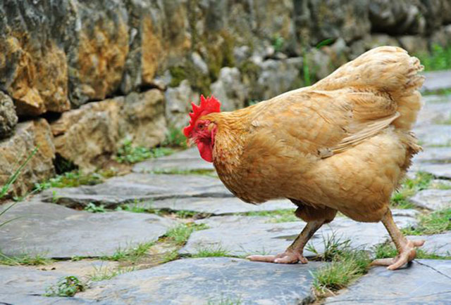 冬季蛋鸡为什么容易下沙皮蛋？掌握以下3点，养殖户轻松防范！