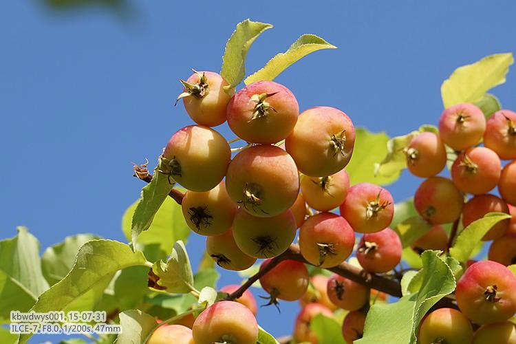 生活杂记：买了台新相机（20150801）