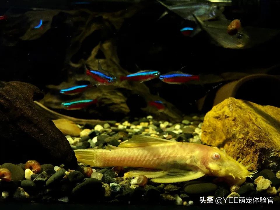 2公分迷你灯鱼,超级红魔鬼灯鱼品相