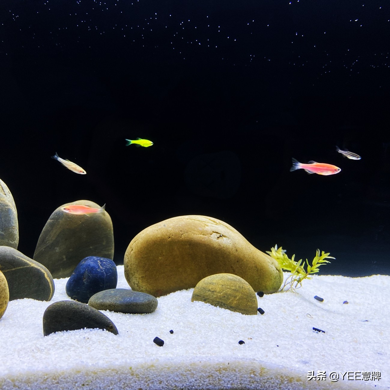 鱼眼睛白膜怎么治疗视频,鱼眼里面有白霉怎么治疗