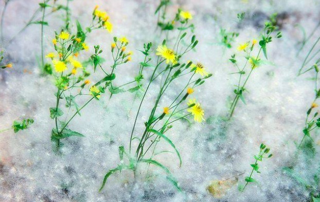 苏轼境界最高的一首诗解读,苏轼的哪句诗道出了人生真谛