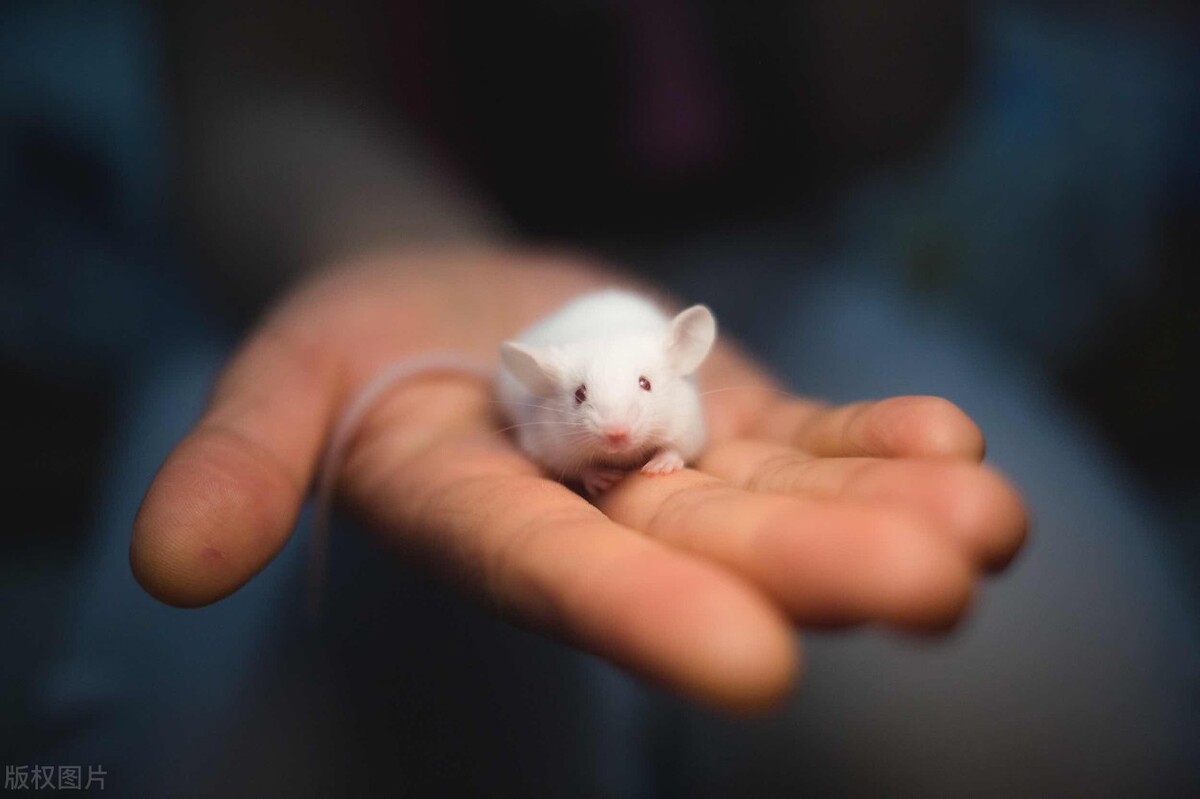 南瓜降血糖最快的方法,南瓜怎么做才能降血糖