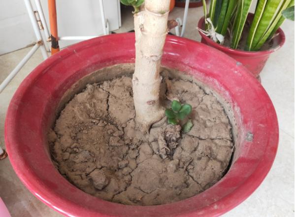 盆土变软,土结块怎么快速弄松换盆