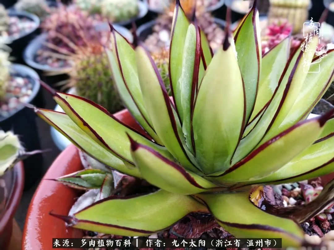 景天、球和龙舌兰，只要是多肉，都喜爱