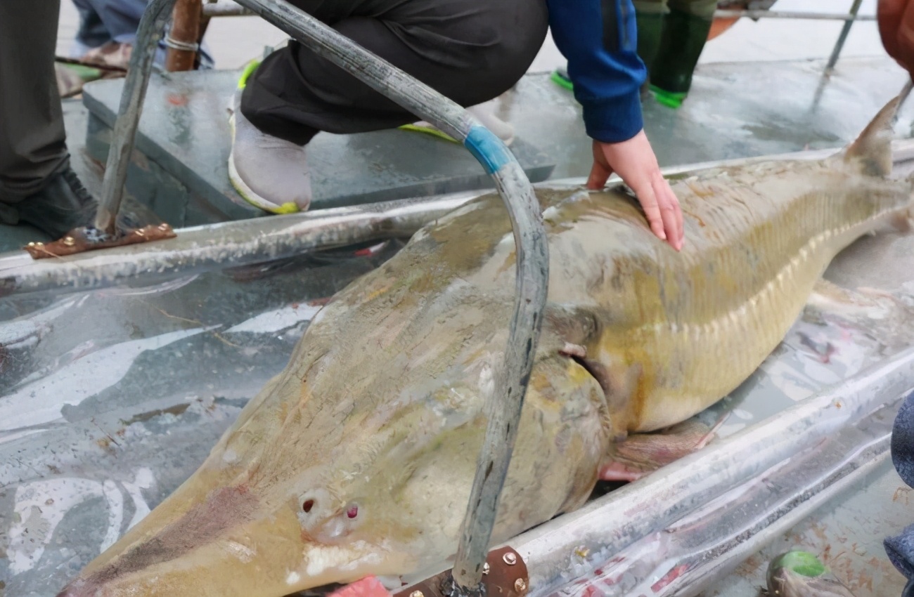 达氏鳇能活多少年,1028斤的巨型达氏鳇