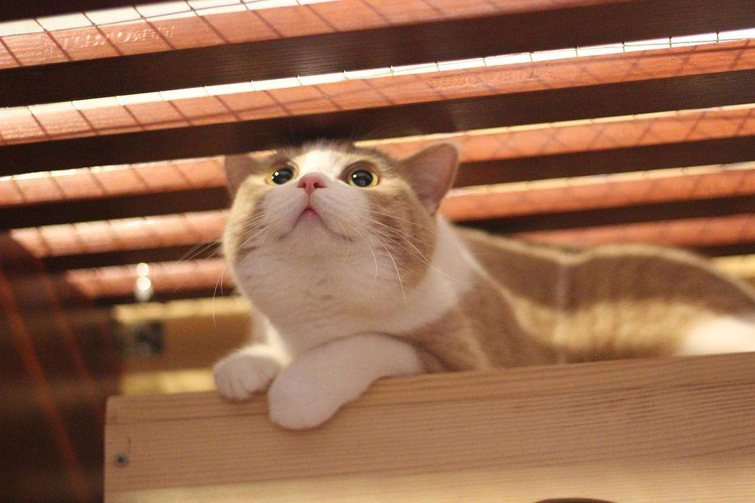 猫中暑怎么预防,猫中暑怎么缓解