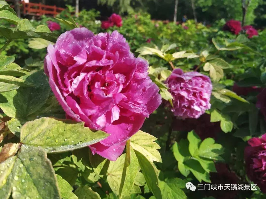 三门峡天鹅湖湿地公园牡丹苑,三门峡天鹅湖牡丹苑赏牡丹