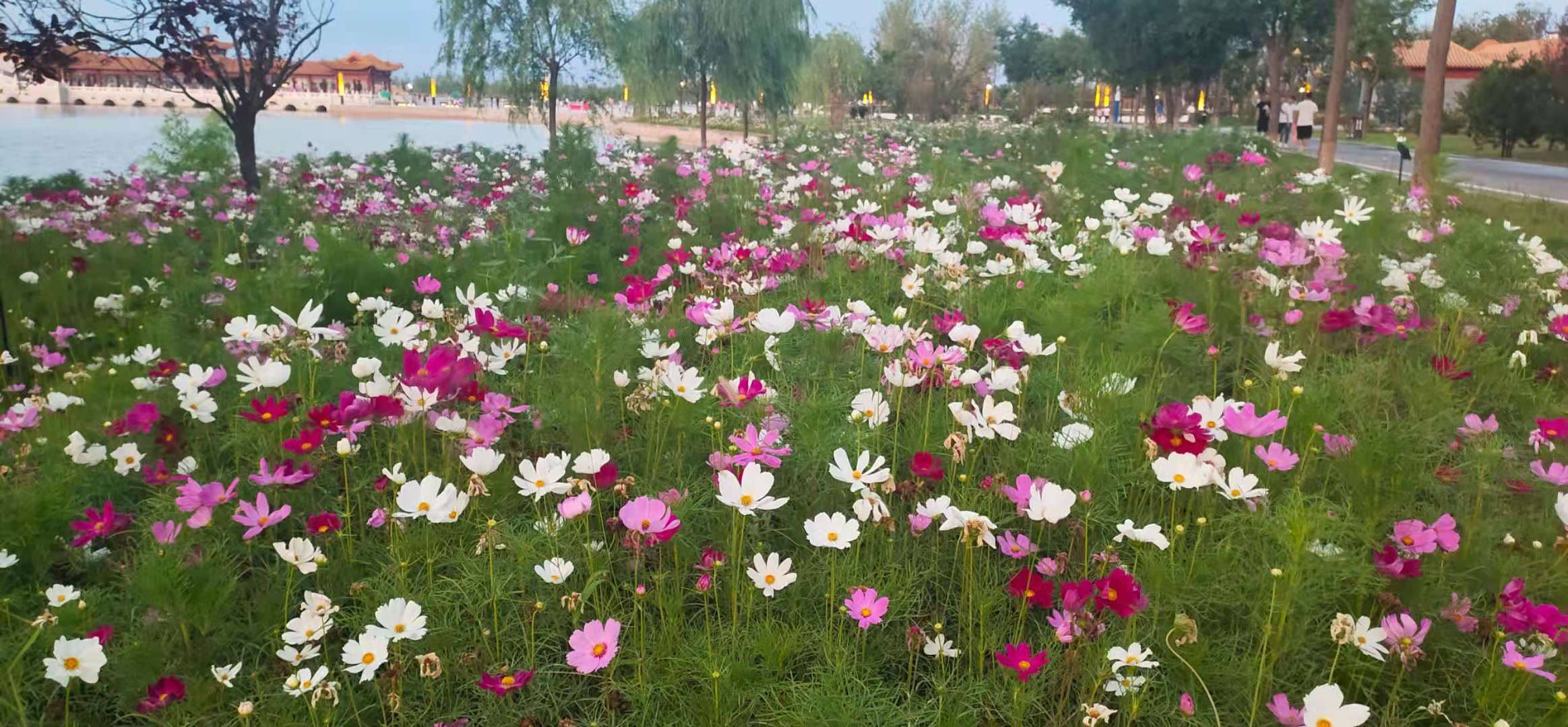 「聚大荔·文苑」美在南湖