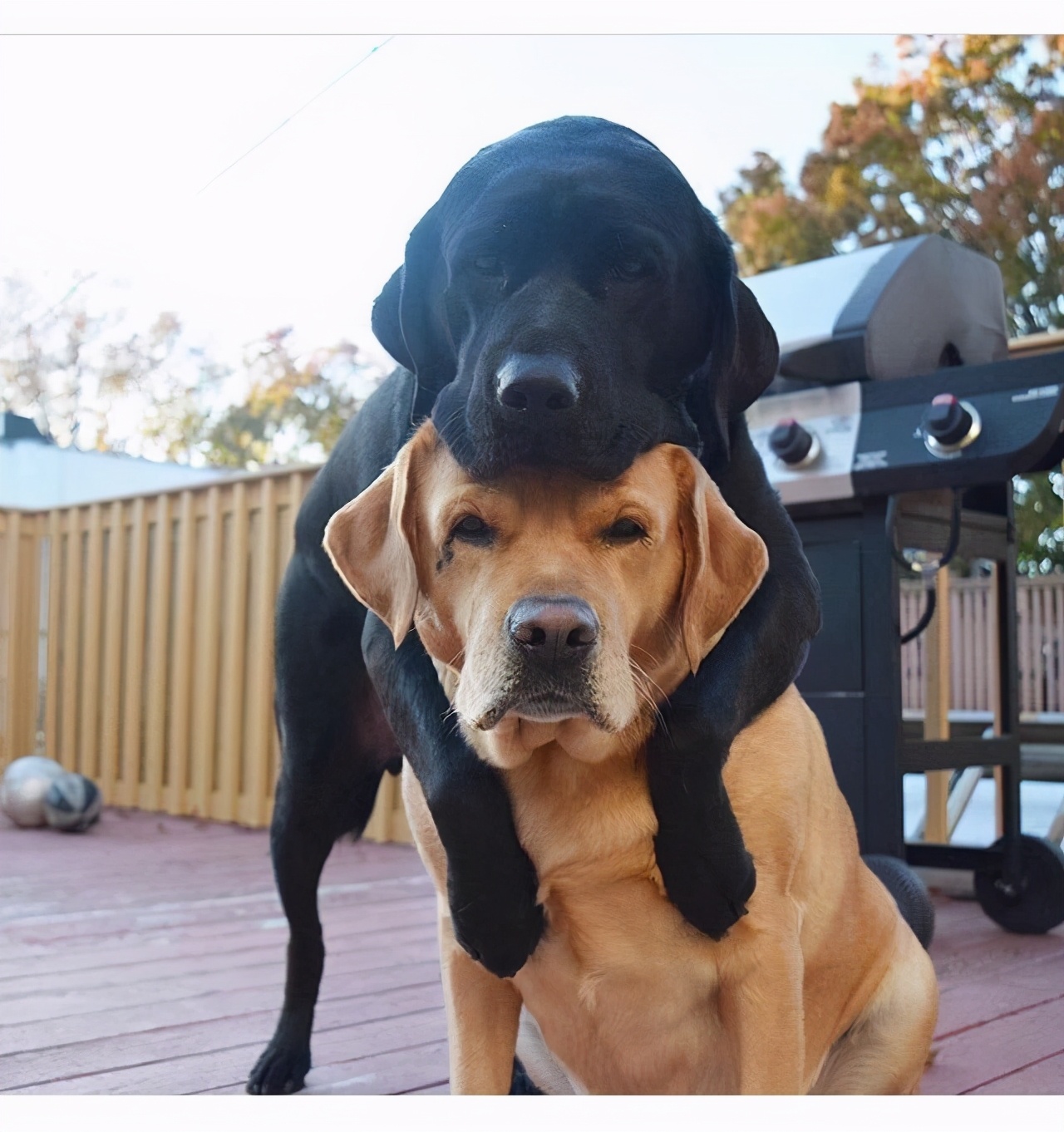 两只狗经常吵架怎么办,两个狗狗经常在一起打架怎么办