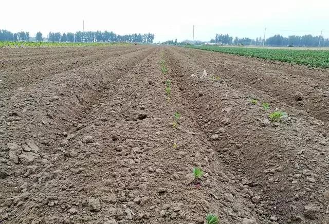 花生壮苗开花结果多,花生弱苗喷什么能壮苗