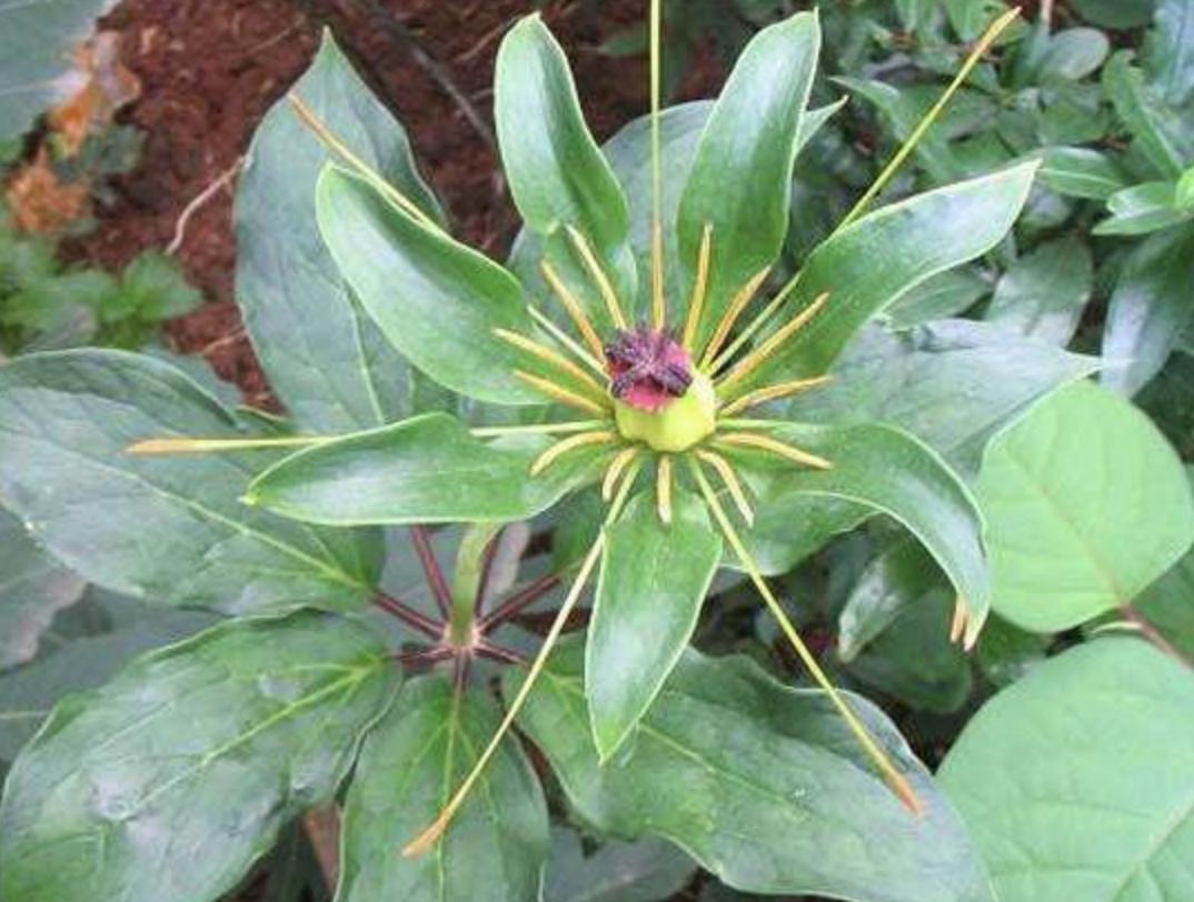 不起眼的1种野草,野草七叶一枝花图片