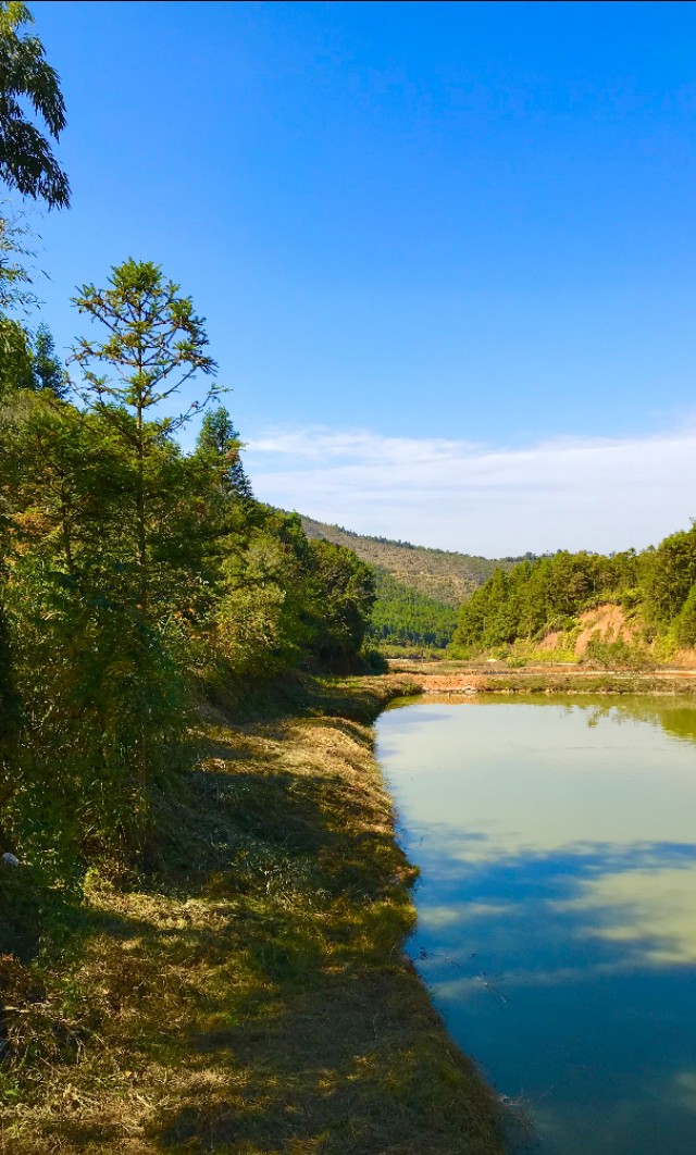 【建州风情】闽源人梨山麓的木樨,犀白鱼采风行！