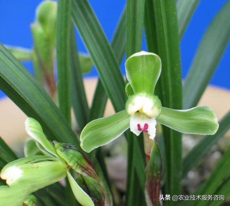 几种名贵兰花品种,名贵兰花品种十大排名