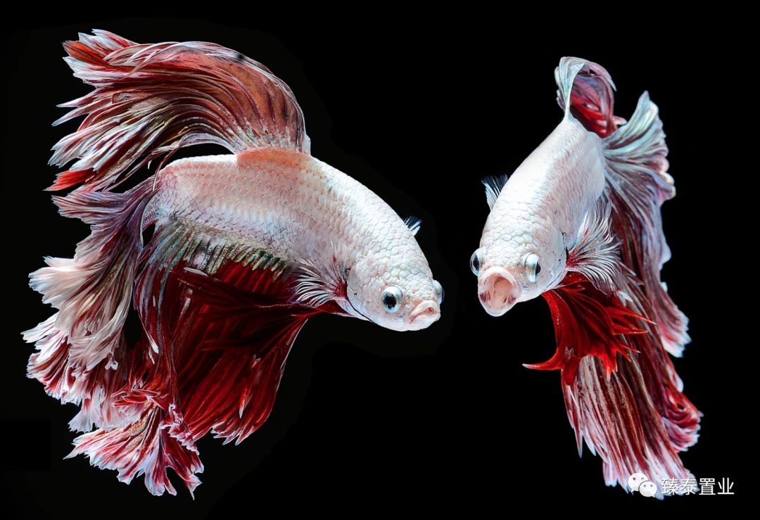 暹罗斗鱼——色与美的战舞