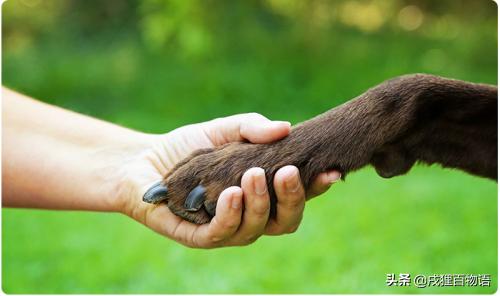 尽快！腺*工罢**！狗狗情况危急