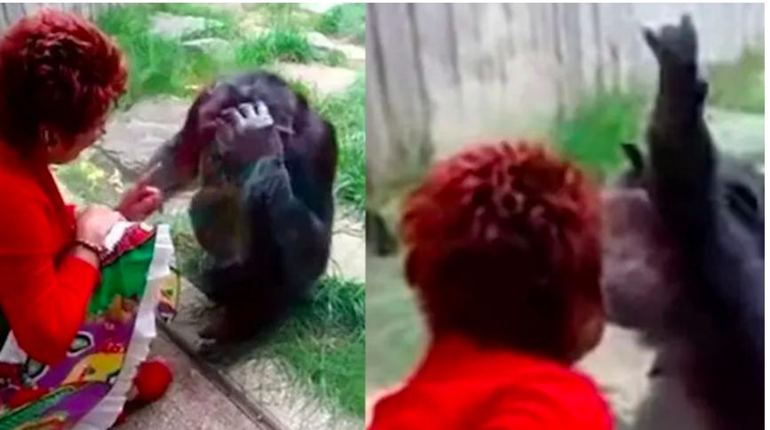 比利时女人爱上猩猩,比利时女子称与黑猩猩相爱