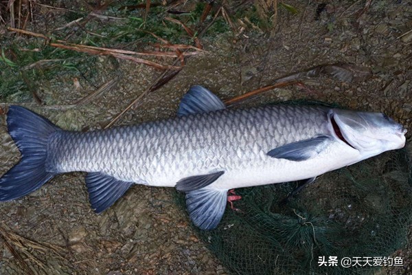 小仙郎浮漂如何加夜光棒,夜光棒影响浮漂灵敏度