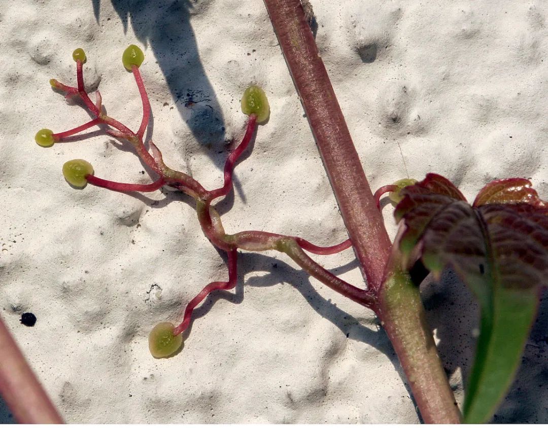 同学们好，今天我们学习的课文是《爬山虎的脚》