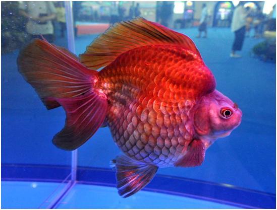 什么样的金鱼才是真的金鱼,朱顶紫罗袍金鱼图片