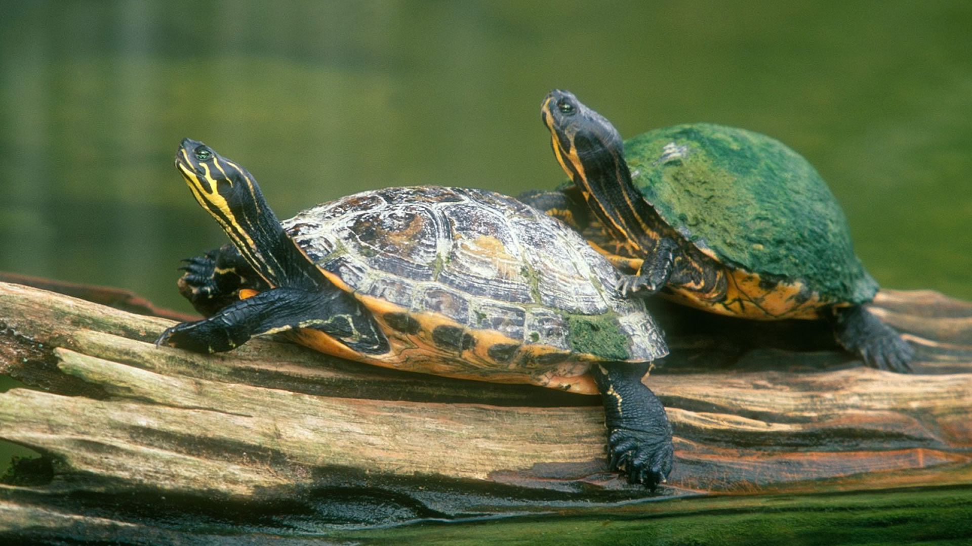 乌龟常见疾病与防治方法,乌龟的常见疾病及治疗方法