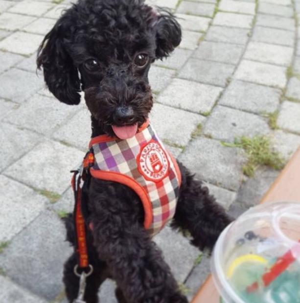 朴灿烈吴世勋关系分析,朴灿烈多芬吴世勋