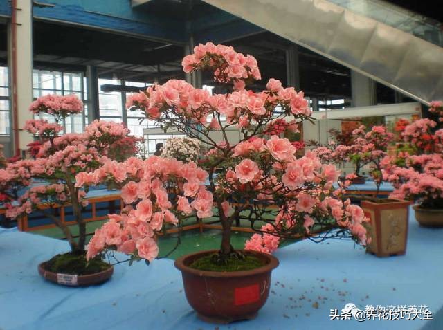 快死的杜鹃花还能救活吗,杜鹃花刚栽活就掉叶子怎么办