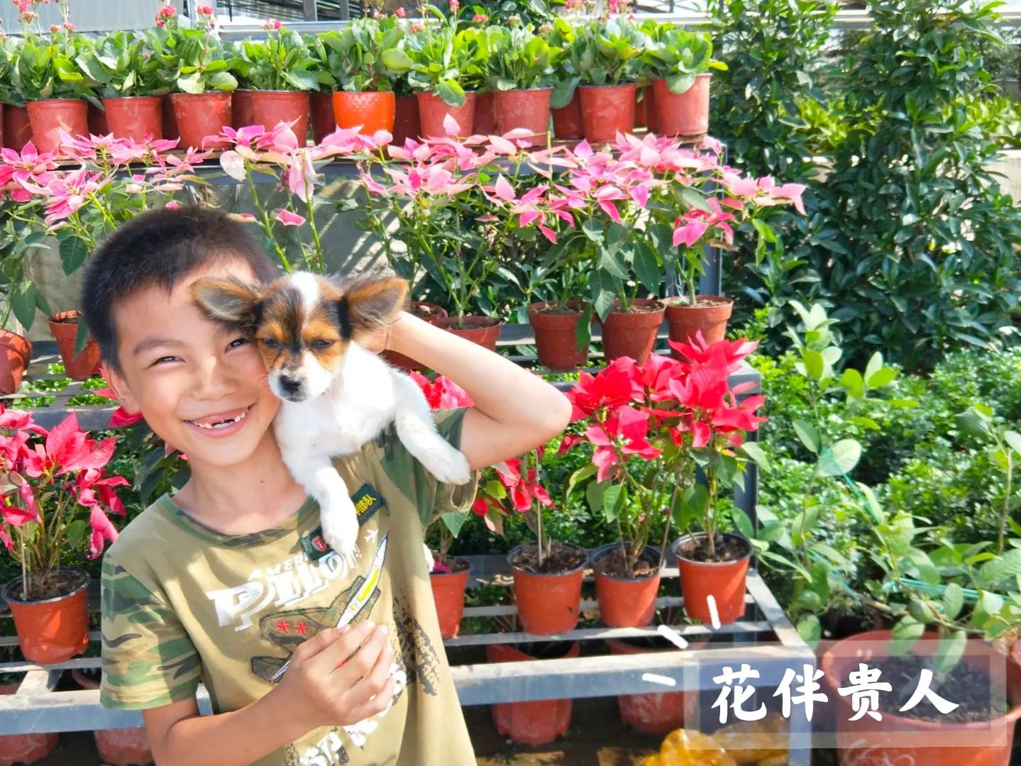 网购的花卉要如何处理呢,网购花卉的详细步骤