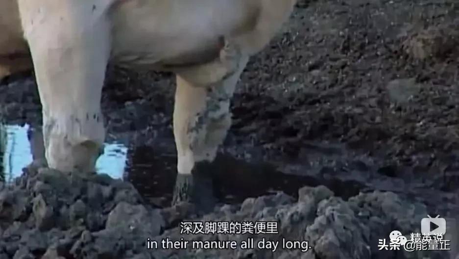 因为一个汉堡，她亲眼看着儿子死去！美国工薪阶层吃的食物有多脏