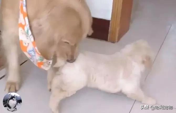 金毛生了一群傻宝宝,金毛跟主人认错