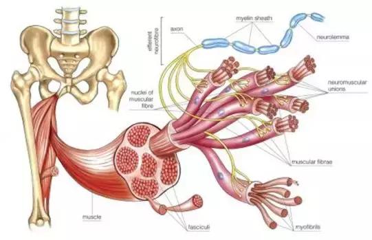 9岁女孩尿出“酱油”，只因体育课做了……记住这几点关键时能救命！