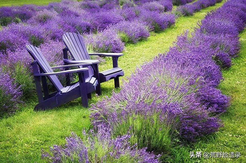 薰衣草的种植方法及管理技术要点,熏衣草种植方法及养护常识有哪些