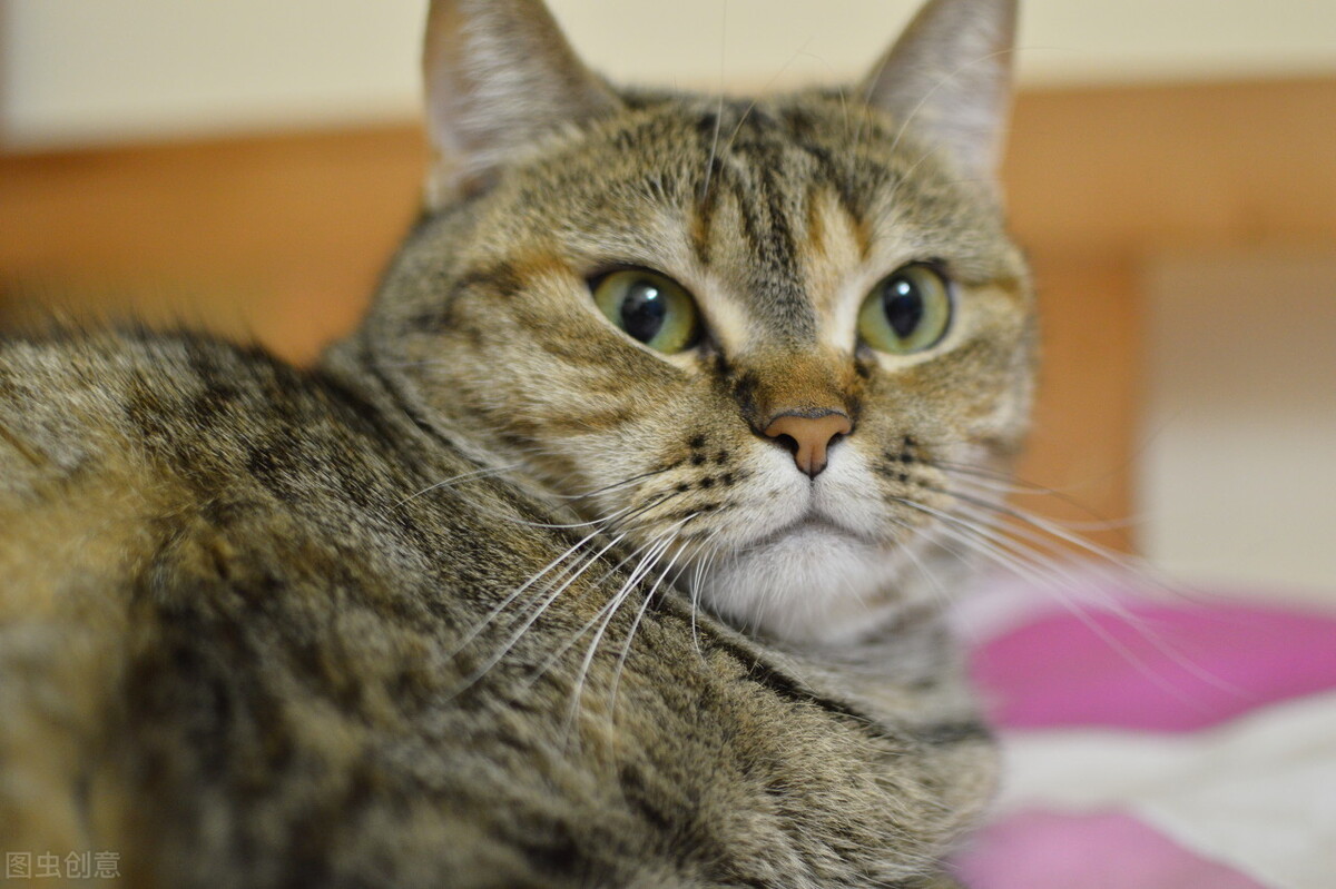 公猫吃什么发腮,小猫发腮吃什么最好