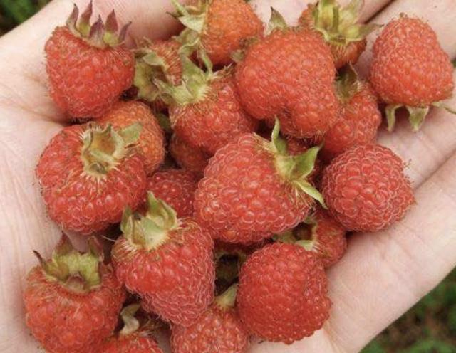 树莓和山上野果有什么区别,有一种和野草莓一样的果子