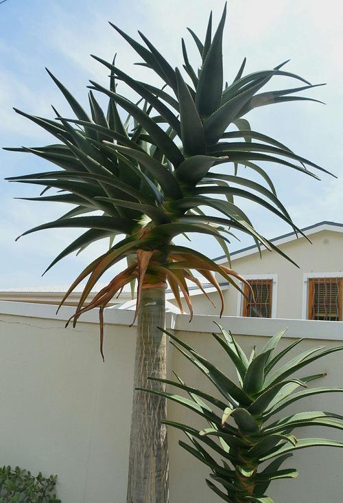 富贵花金玉满堂怎么栽培,6种长寿花能活一百年漂亮又吉利