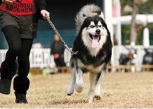 遛狗时间不规律会影响狗狗健康吗,小型犬不遛狗对狗有什么危害