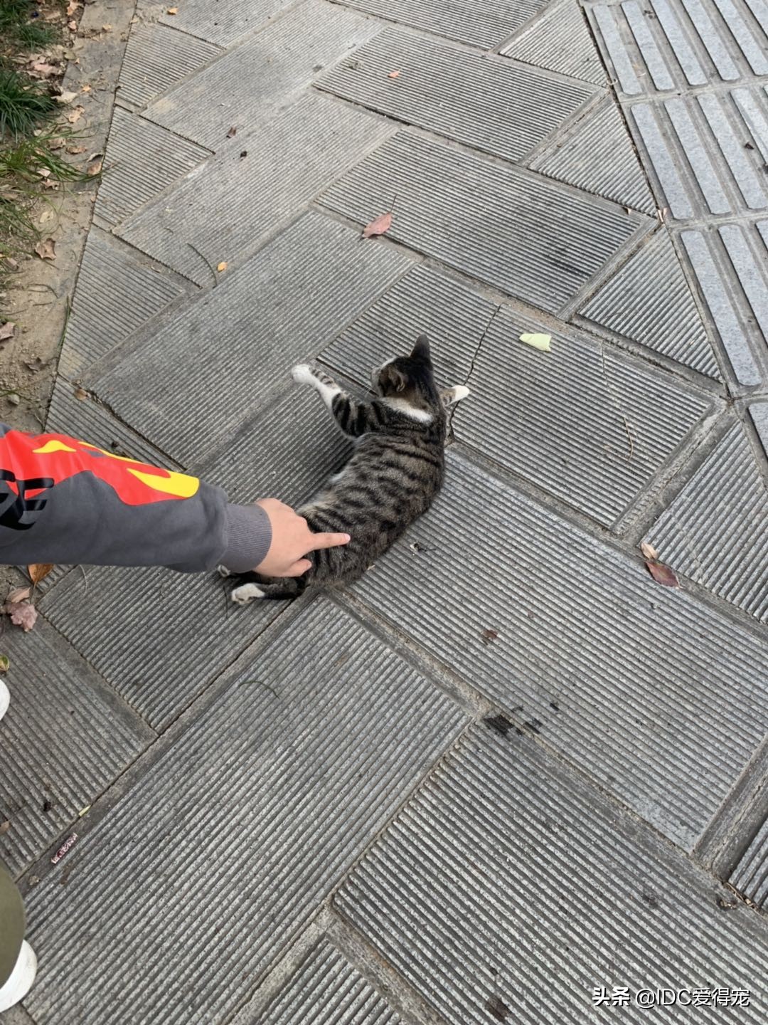 美团外卖员送到缅甸救人,美团外卖骑手救宠物