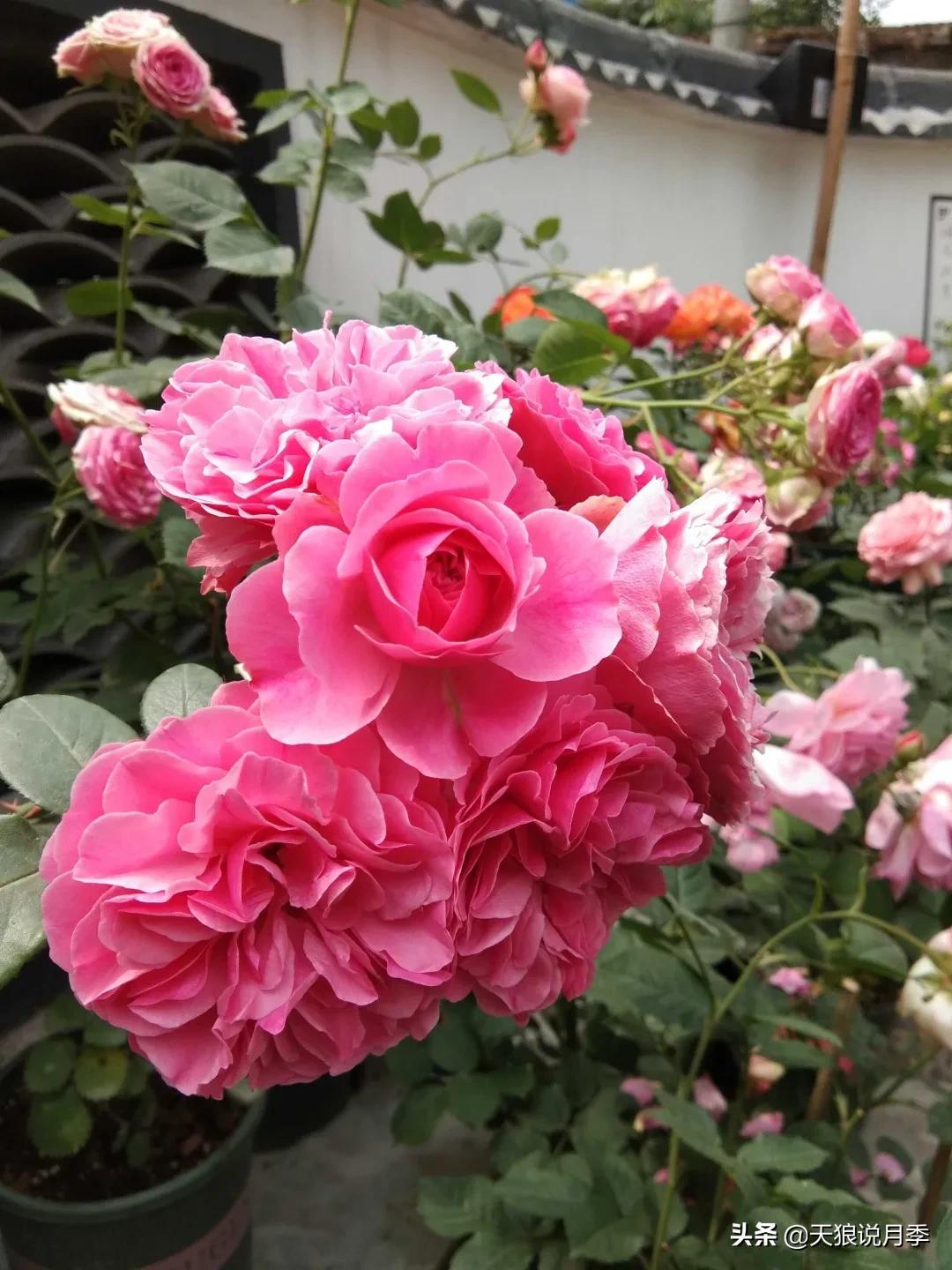 月季花是时候展现真正的技术了 (开春的第一波月季花就这么过去了)