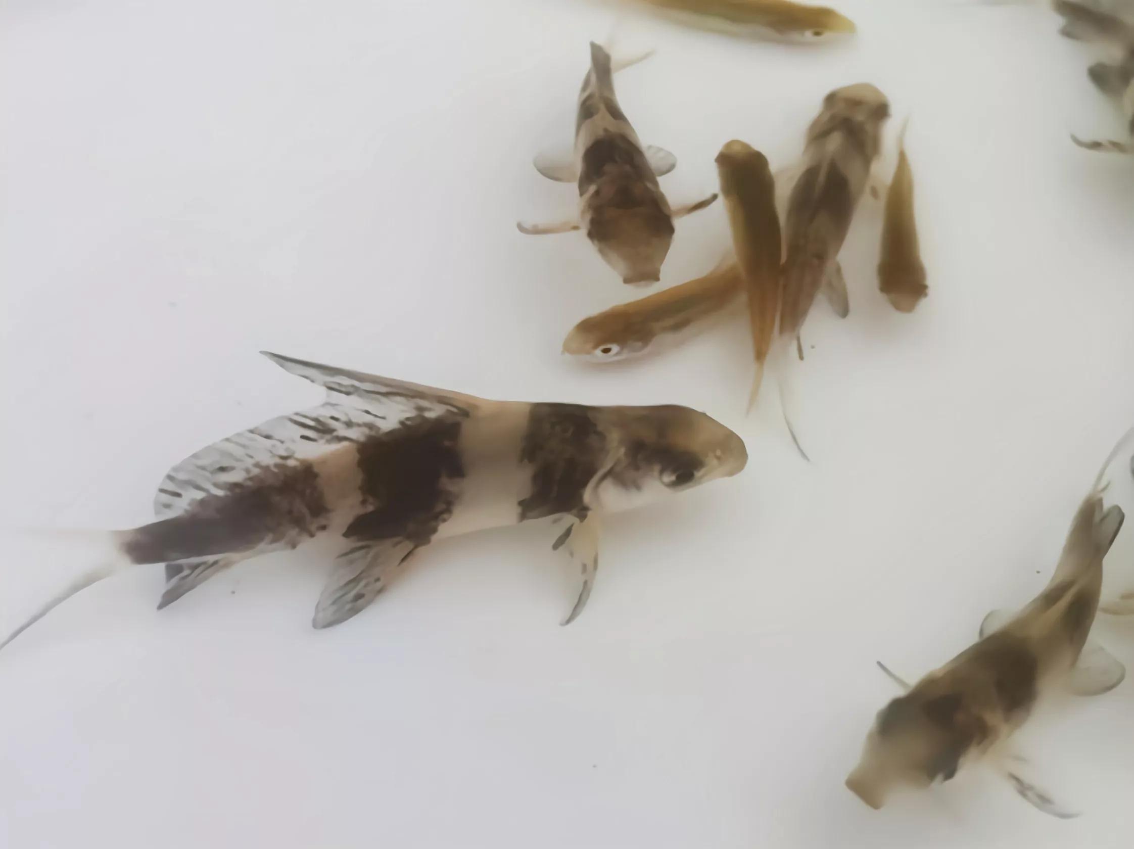 野钓常碰到的鱼有哪些品种,钓鱼必须要知道的四种常见鱼