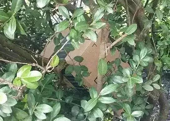 外国人羡慕中国治安有多好,为什么外国人羡慕中国男人