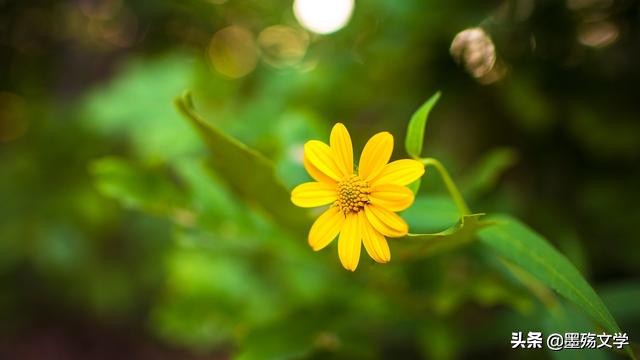 若千世界，总有人收留你