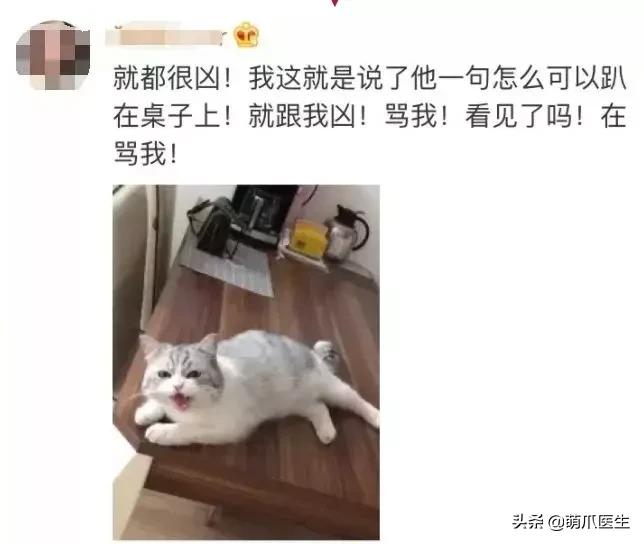 猫咪精力太旺盛还咬人怎么办,猫咪最近脾气暴躁咬人怎么办