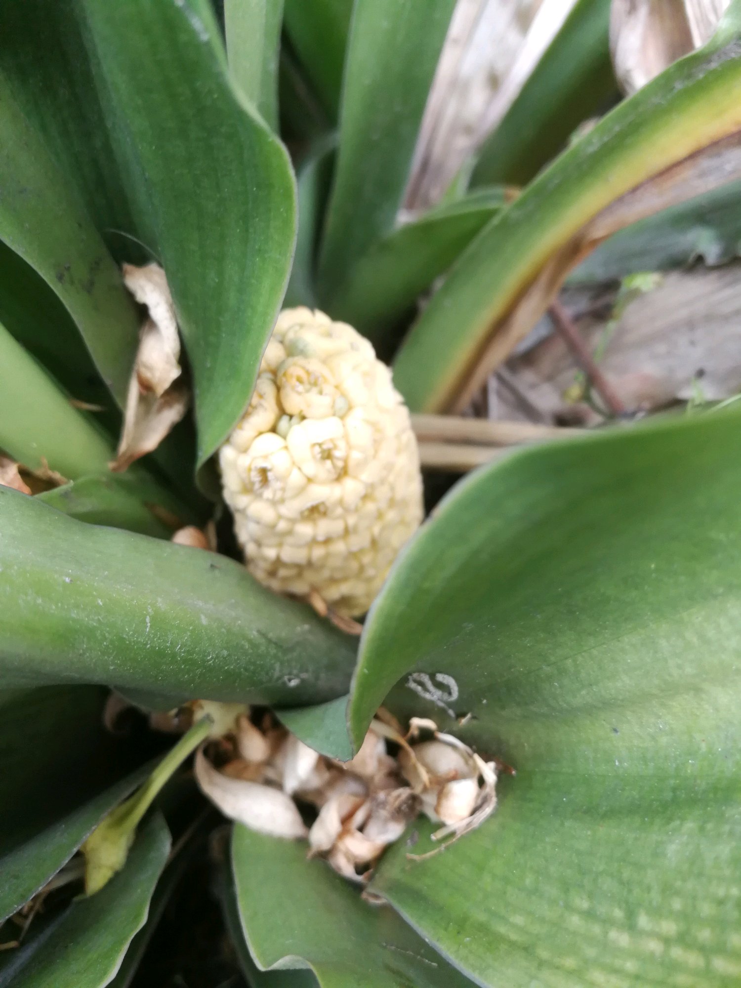 万年青叶子枯黄怎么回事,虎眼万年青叶尖枯黄怎么办