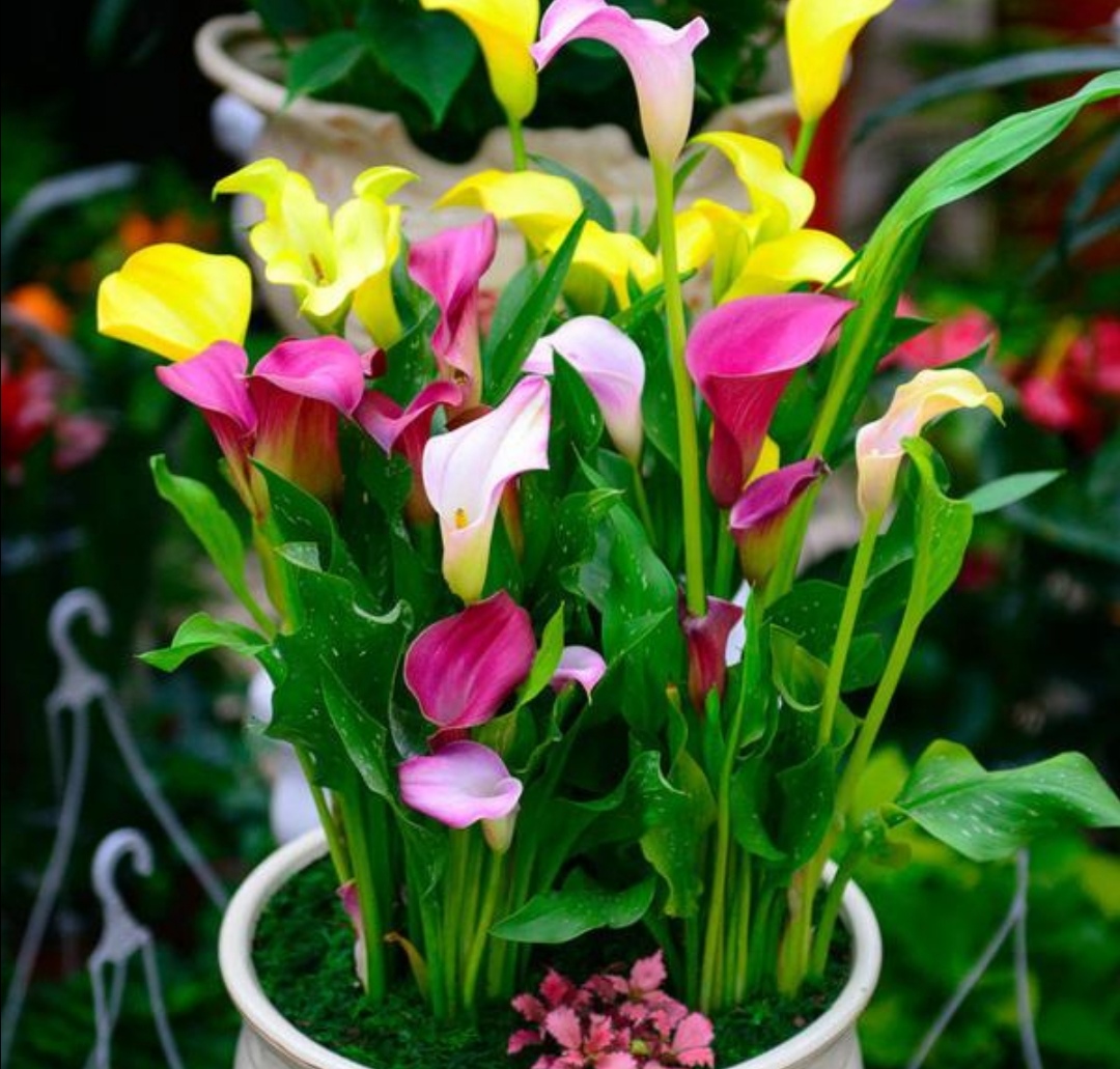 马蹄莲开完花以后该如何做,马蹄莲的养护要点和方法是什么