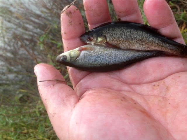 在中俄边界有这么一条原始河流,可以钓到冷水鱼“湖鱥”
