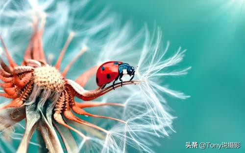 vivo手机微距拍摄技巧,小米10手机微距拍摄技巧