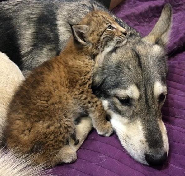 想养猫又怕被猫抓,俄罗斯养猞猁