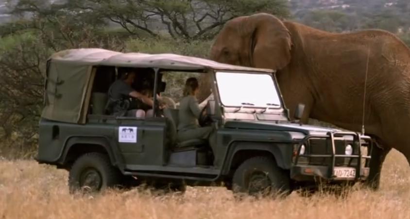 大象大战100只多头蛇,大象之间的求偶战