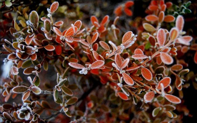 霜降诗词配图,霜降节气诗句及图片