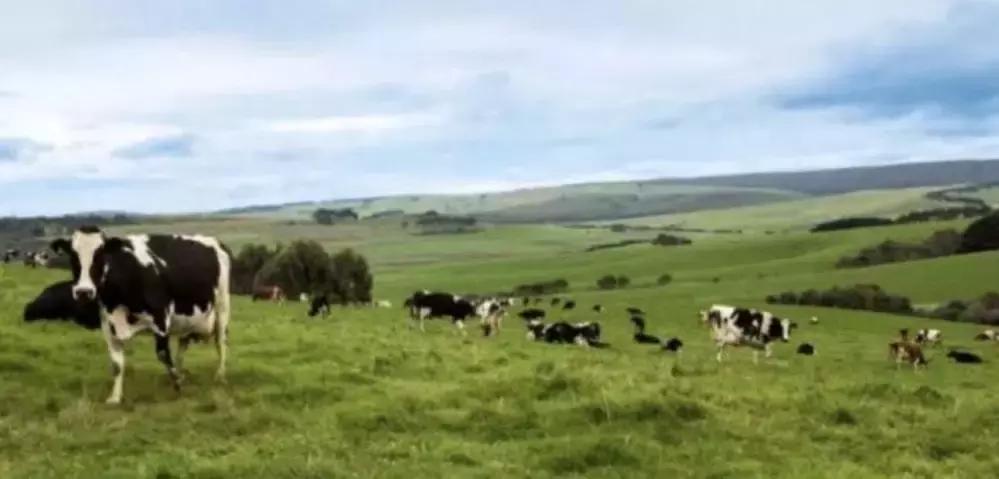 “洋”奶粉秒变“国货”?蒙牛拟15亿澳元收购贝拉米奶粉