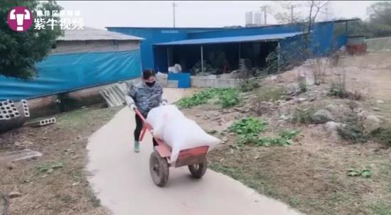 农村养猪年入百万的女孩,养猪的有钱女网红